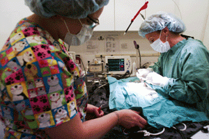 Gilbert vet grows with Valley 