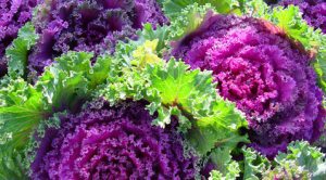Ornamental Kale: A Depression-era beauty 