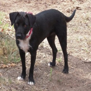 Pet of the Week: Mindi 