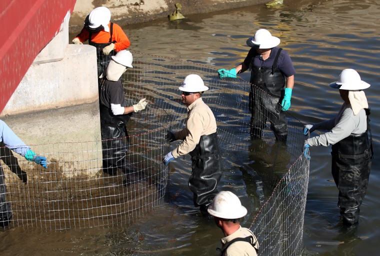 SRP Fish Herding