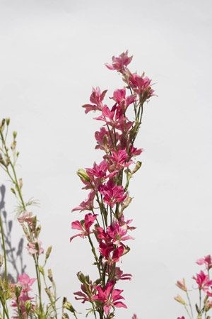 Plant of the week: Larkspur 