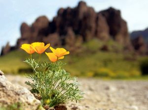 Wildflowers ready to spring into action 