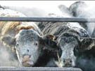 ‘Mad cow’ changes global cattle industry 