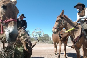 Apache Junction Rodeo Park Events Center