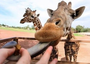 Feed the giraffes a lofty lunch at zoo 