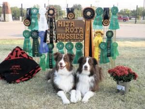 Australian Shepherd Nationals in Texas