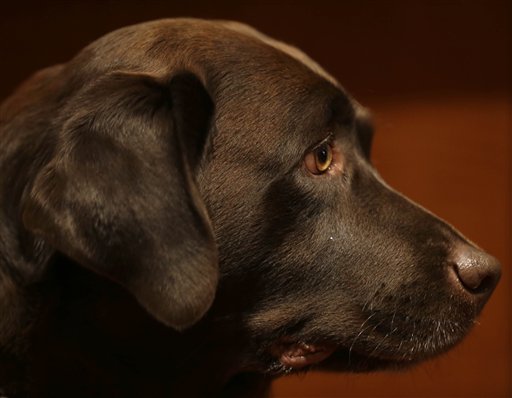 Most Popular Breeds