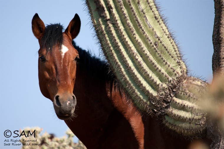 Horses at Salt River