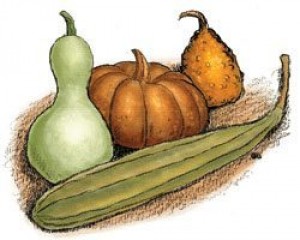 Plant of the week: Gourd 