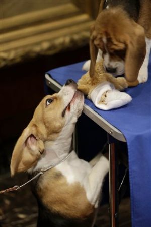 Most Popular Breeds