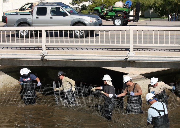 SRP Fish Herding