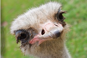 Ostrich