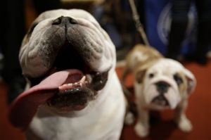 Most Popular Breeds