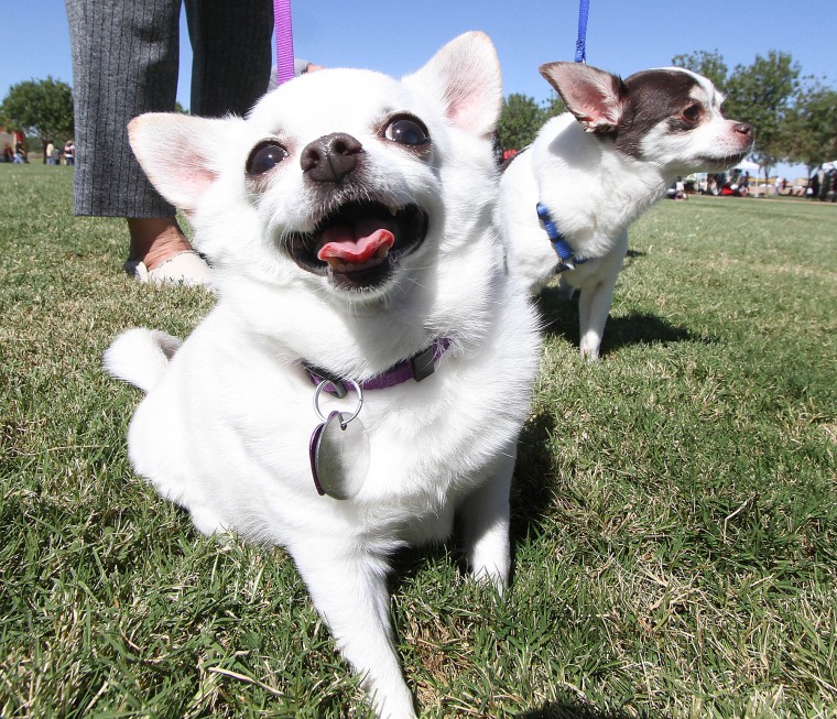 Barktoberfest