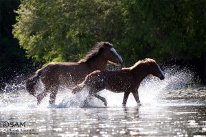 Salt River horses