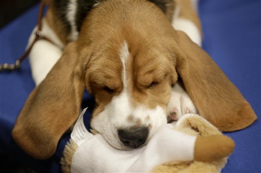 Most Popular Breeds