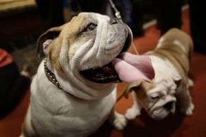 Most Popular Breeds