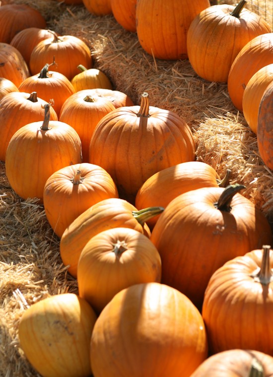 Mother Nature’s Farm Pumpkin Patch