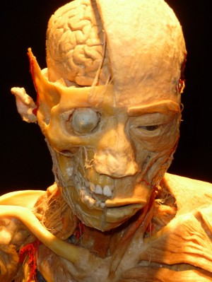 Our Body