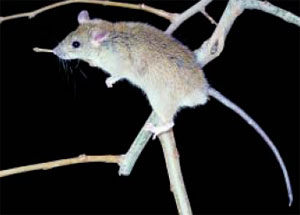 Roof rat