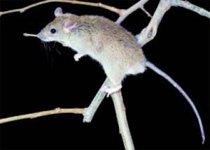 Roof rat