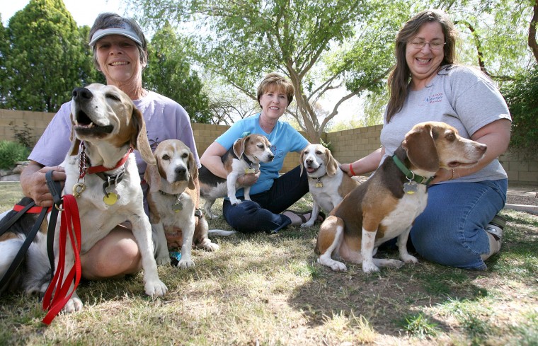 Arizona Beagle Rescue