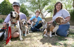 Arizona Beagle Rescue
