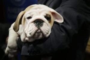 Most Popular Breeds