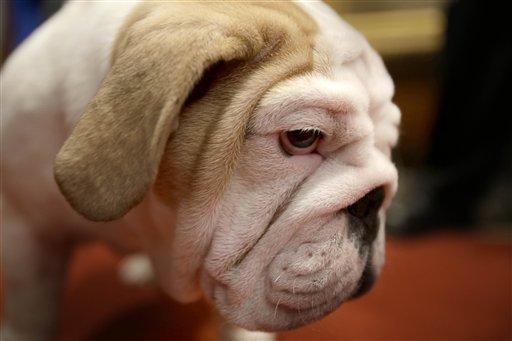 Most Popular Breeds