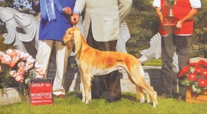 Gilbert dog competes for Westminster title 