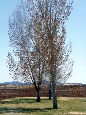 Step back in time in Sonoita 