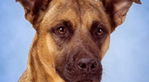 Pet of the week: Remi – Adopted 
