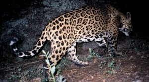 GPS collar tracking jaguar's movements 