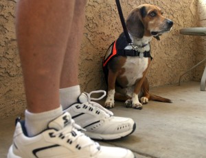 Service Dog Attacked