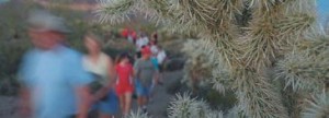 Hikes reveal beauty of Sonoran Desert at night 