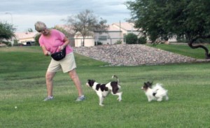 Dog training techniques