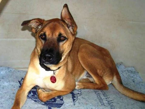 Pet of the Week: Clooney 