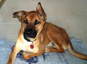 Pet of the Week: Clooney 
