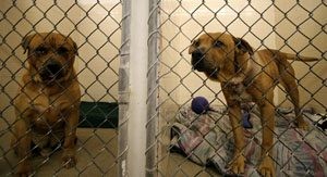 Animal deaths soar in summer heat 