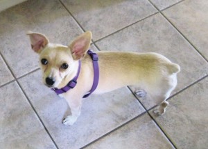 Someone to love: Lizzy