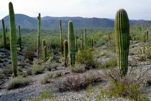 Sonoran Desert