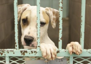 A.J. makes changes to animal cruelty code 
