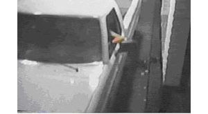 Dozens call in with tips for catching rock burglar 