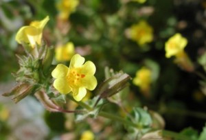 Deserts may burst with color this spring 