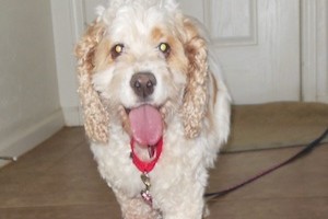 Millie