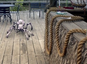 Arachnoquake - 2012