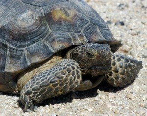 Desert tortoise