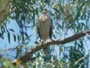 Hawks harrying Gainey Ranch 