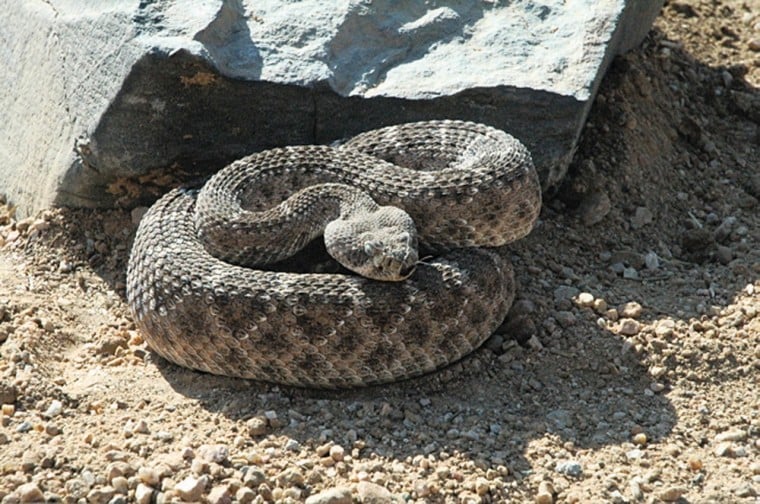 Warmer temperatures mean snakes are active