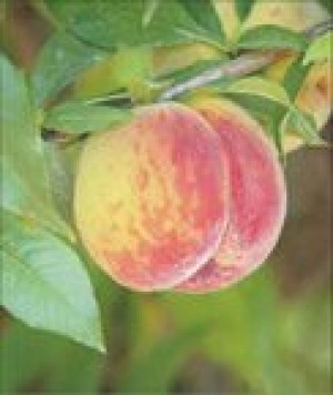 East Valley growers tout this year's peach crop 
